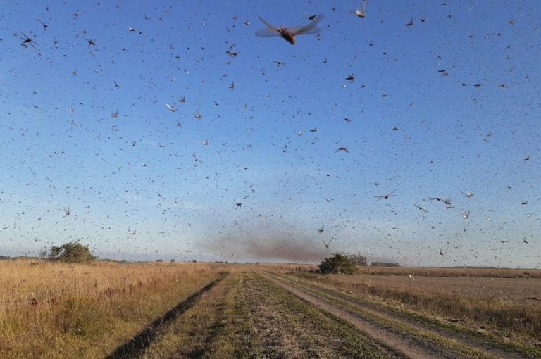 Nuvem de gafanhotos chega à Argentina e se aproxima do Brasil nos próximos dias