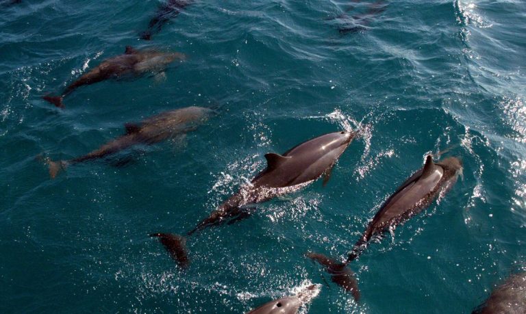 Entretenimento com animais silvestres traz riscos à saúde, diz ONG