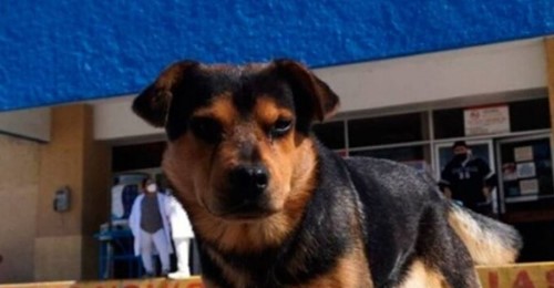 Cachorrinho espera dono morto por Covid há mais de um mês