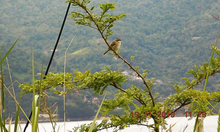 Mais de 25 mil espécies da flora só existem no Brasil, mostra estudo