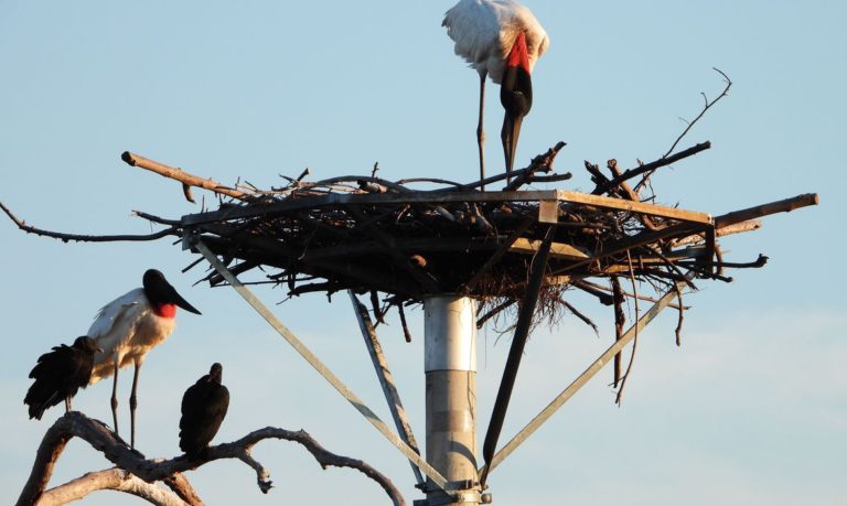 Embrapa resgata hábitos tradicionais de tuiuiús afetados por queimadas