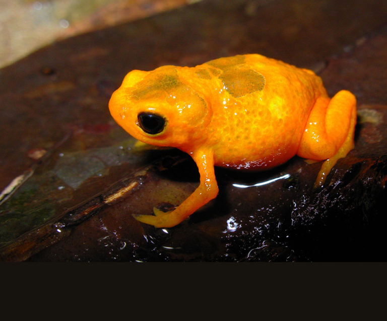 Nova espécie de sapo é descoberta na Mata Atlântica