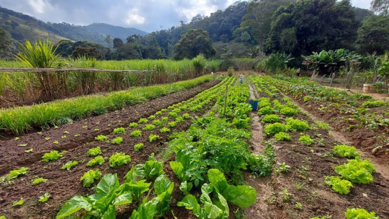 Agricultura familiar gera renda e garante qualidade na alimentação escolar em São Gonçalo