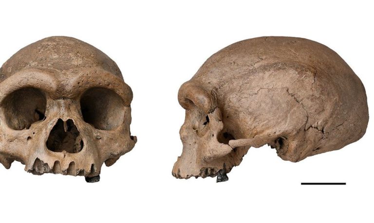 Fóssil de espécie mais próxima ao Homo sapiens é descoberto na China