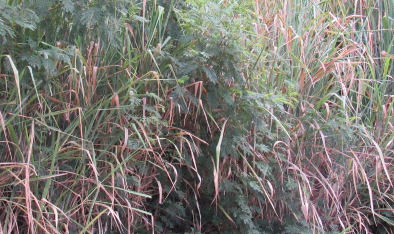 Prefeitura iniciará fiscalização quanto à limpeza dos lotes vagos