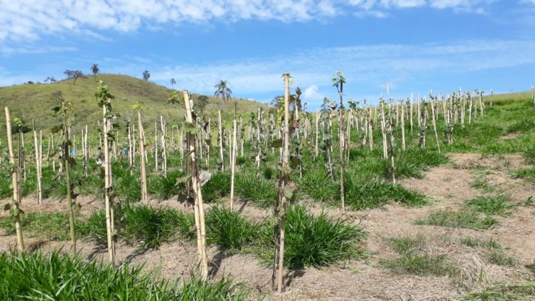 Crasir recebe consultoria para as unidades demonstrativas frutíferas  