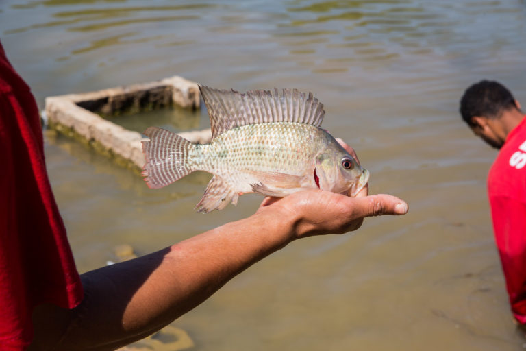 Peixes cultivados na Penitenciária de Ribeirão das Neves I são doados para Apae