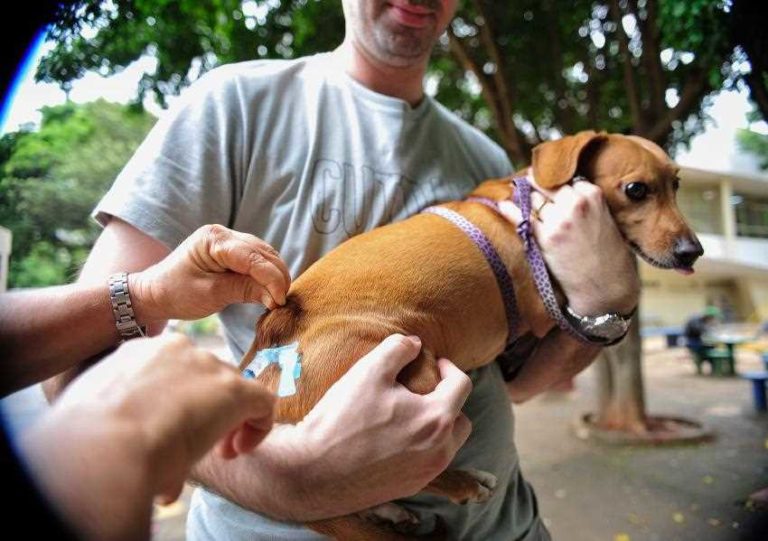 Prefeitura de Itabira inicia campanha de vacinação antirrábica