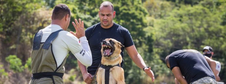 Policiais penais recebem capacitação em operações com cães 