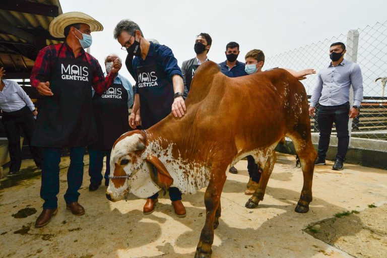 Em Nova Resende, Romeu Zema acompanha inseminação número 100 mil do programa Mais Genética