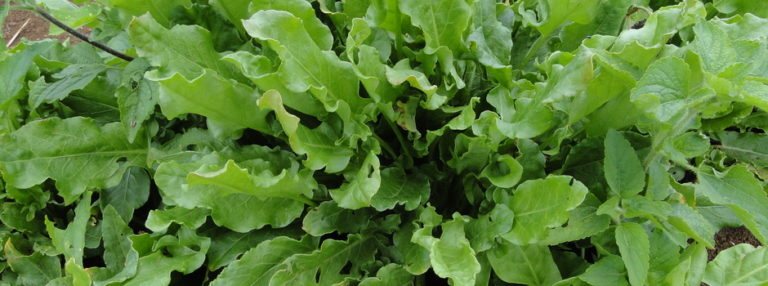 Estado promove treinamento sobre certificação de produtos orgânicos