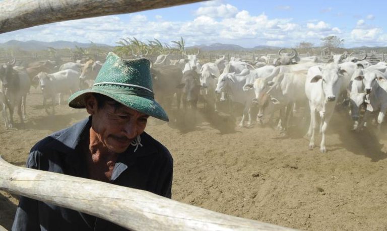 Brasil inicia 2ª etapa da campanha de vacinação contra febre aftosa