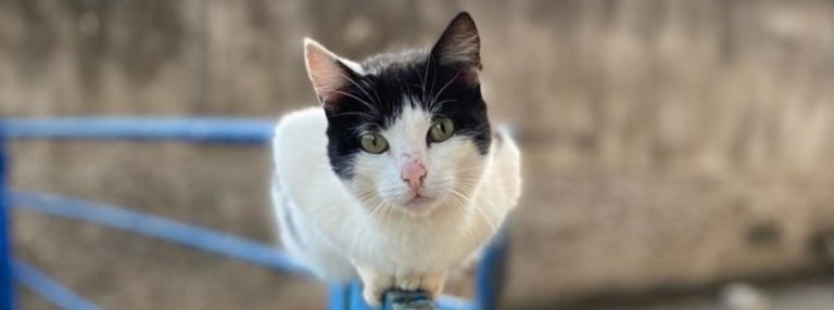 Programa de microchipagem, castração gratuita e atividades de educação ambiental estão entre ações do Estado para a fauna doméstica