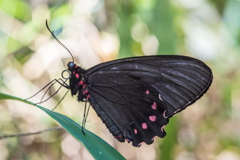 Espécie rara e ameaçada de borboleta é vista em Brumadinho