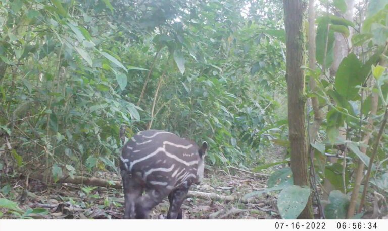 Cresce população de antas na natureza, no estado do Rio de Janeiro