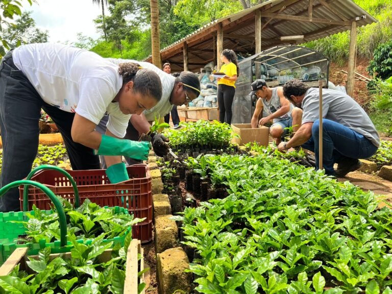 Prefeitura distribui 14 mil mudas de café a produtores são-gonçalenses