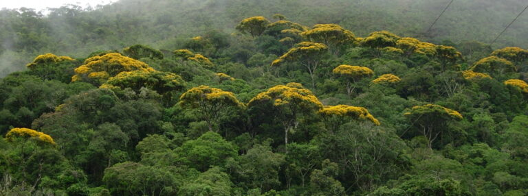 Políticas ambientais de Minas Gerais integram programação da COP27 no Egito