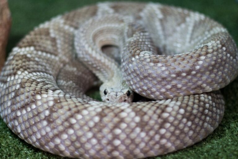 Período de chuvas aumenta os riscos de acidentes com animais peçonhentos 