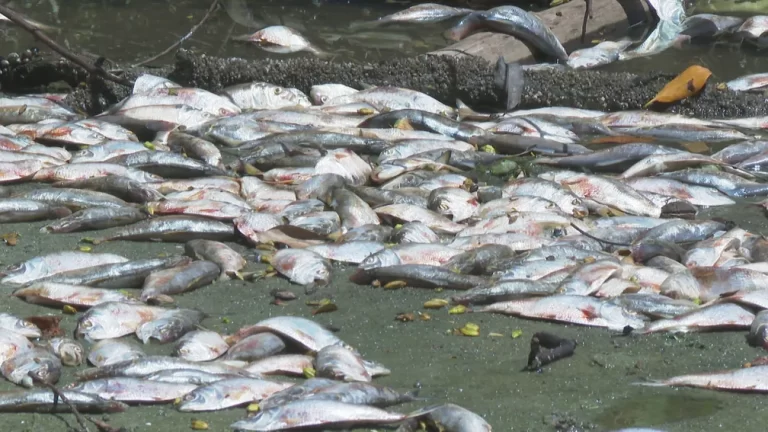 Milhares de peixes aparecem mortos em lagoa na Barra da Tijuca