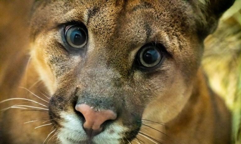 Desmatamento e expansão agrícola são riscos predominantes na região