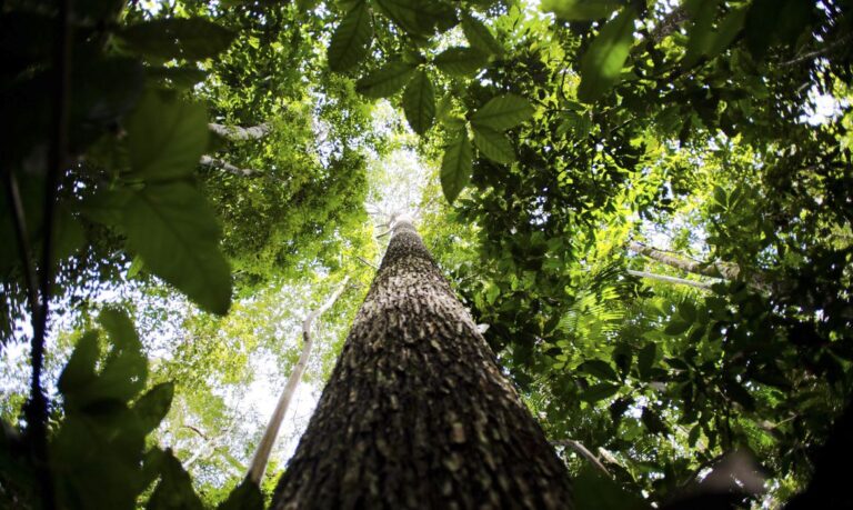 Amazônia Legal: 167 quilômetros quadrados foram desmatados em janeiro