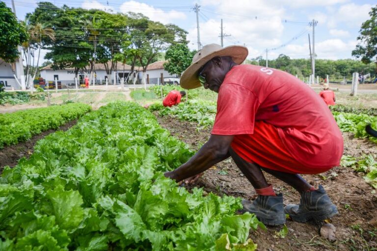 Cem toneladas de verduras plantadas em presídios beneficiam 184 instituições filantrópicas em Minas Gerais