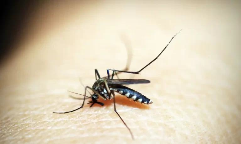 Medicamentos falsos para dengue preocupam autoridades de saúde