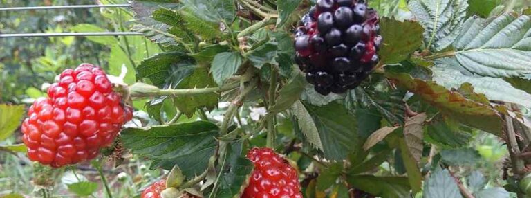 Amora preta diversifica produção agropecuária no Sul de Minas