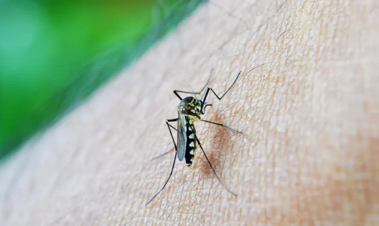 Comissão vai debater as ações de combate à dengue nas escolas