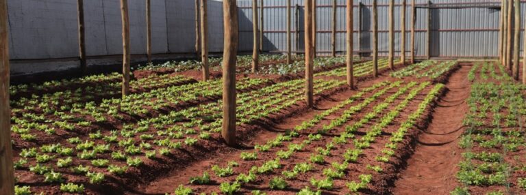 Horta Solidária beneficia famílias de Campo Florido, no Triângulo Mineiro