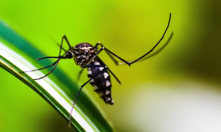 Brasil tem quase mil mortes por dengue em investigação