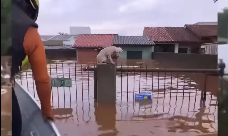 Pelo menos 3,5 mil animais ilhados pela chuva foram resgatados no RS