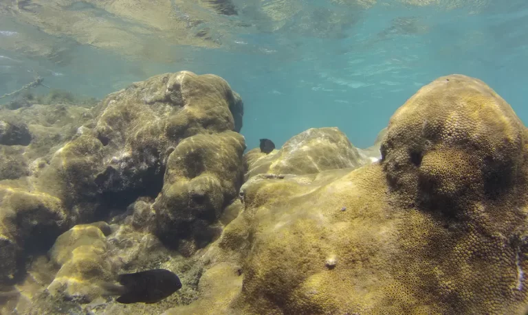 Mais de 70% de espécies ameaçadas buscam Áreas Marinhas Protegidas