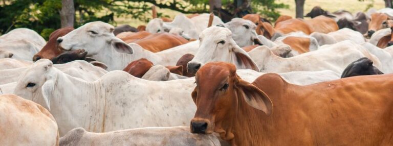 Exportações do agro mineiro atingem US$ 6,6 bilhões de janeiro a maio