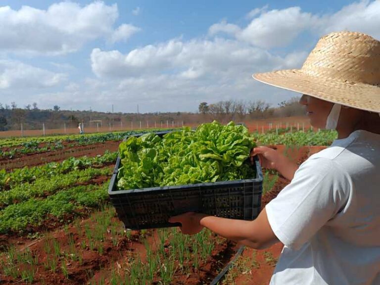 Mais de uma tonelada de alimentos cultivada por jovens do Socioeducativo de Sete Lagoas é doada para instituições beneficentes