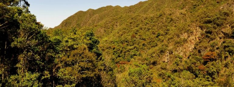 Minas Gerais supera 2 milhões de mudas plantadas no Tratado da Mata Atlântica