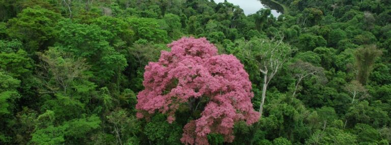 Governo de Minas abre vagas para nova edição do curso gratuito de Educação Ambiental 