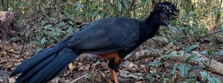 Mutum-do-bico-vermelho volta a habitar a Mata Atlântica após 50 anos de extinção em parque mineiro