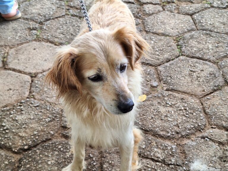 “Chamada dos Bichos” chega a São Gonçalo com nova ação de castração gratuita