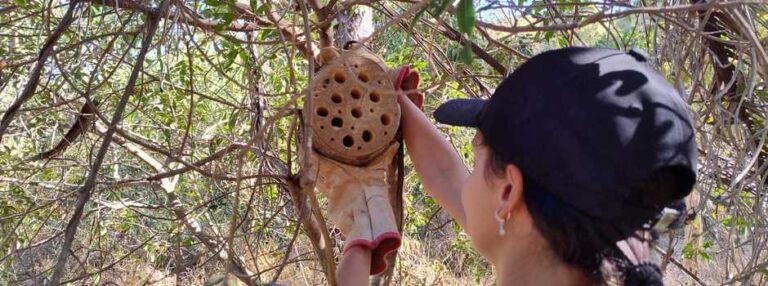 Governo de Minas protege abelhas solitárias e ajuda a conservar a biodiversidade em Belo Horizonte