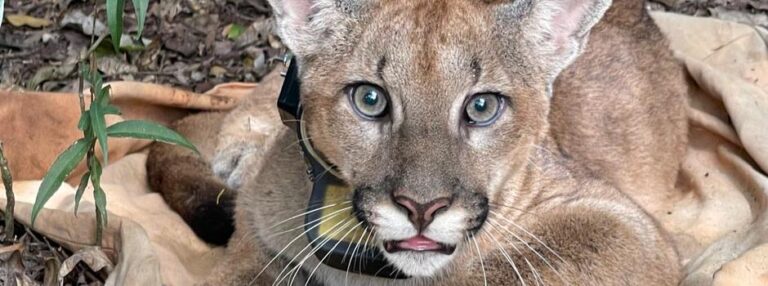Onça-parda é encontrada no Parque Estadual da Serra do Rola-Moça, na Grande BH