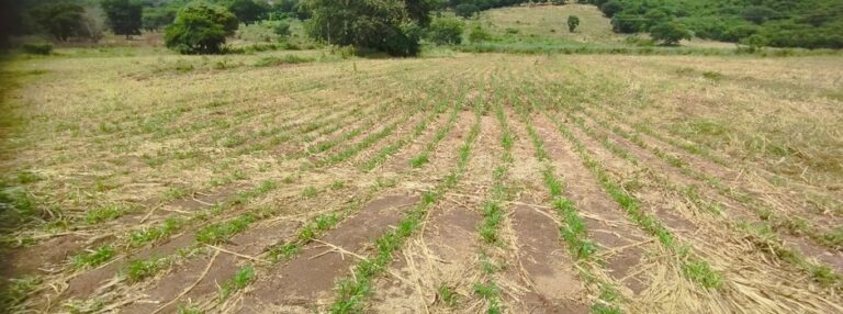 Técnica de alimentação transforma a pecuária leiteira no Vale do Jequitinhonha 
