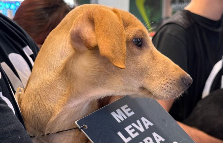 Evento de Adoção na galeria Carrefour Contagem incentivo público a encontrar um novo melhor ‘aumigo’