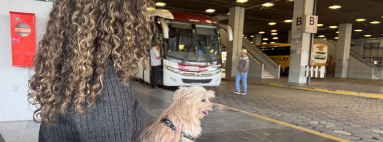Governo de Minas regulamenta transporte de cães e gatos de pequeno porte em ônibus intermunicipais