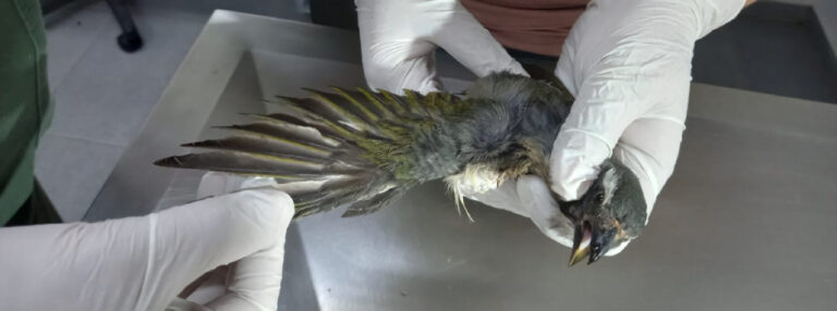 Aves vítimas do tráfico são reabilitadas nos Cetras de Divinópolis e se preparam para retorno à natureza