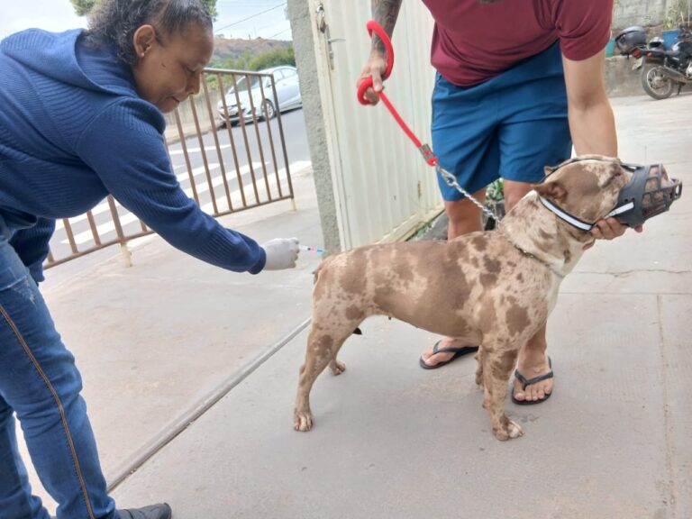 Campanha antirrábica já vacinou quase 9 mil animais em Itabira