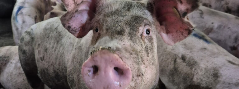 Sanidade confirmada: rebanho suíno de Minas Gerais segue livre de doenças graves