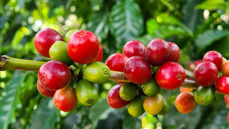 Exportações do agronegócio mineiro crescem 17% no período de janeiro a julho