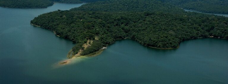 Minas avança no reflorestamento e ultrapassa 70% da meta de restauração da Mata Atlântica