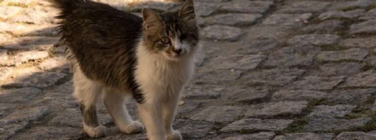 Agosto Caramelo: mais de 15 mil cães e gatos em situação de rua já receberam atendimento em Minas Gerais em 2025